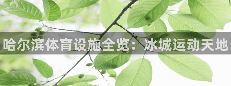 尊龙凯时白家乐