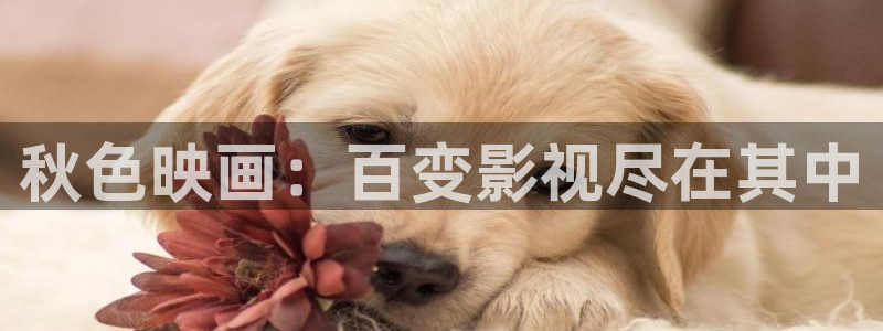 黑狐影院手机版：秋色映画：百变影视尽在其中